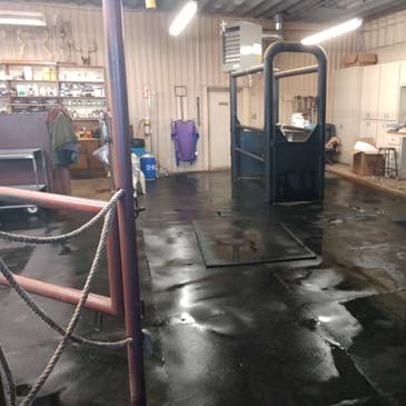 Disinfecting Stable Floors
