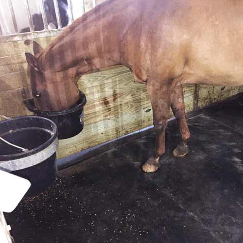 horse eating and standing on rubber stall mats in barn