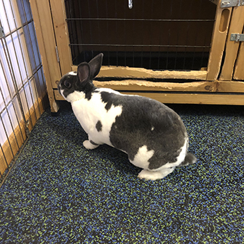 rabbit on rubber flooring in rabbit cage