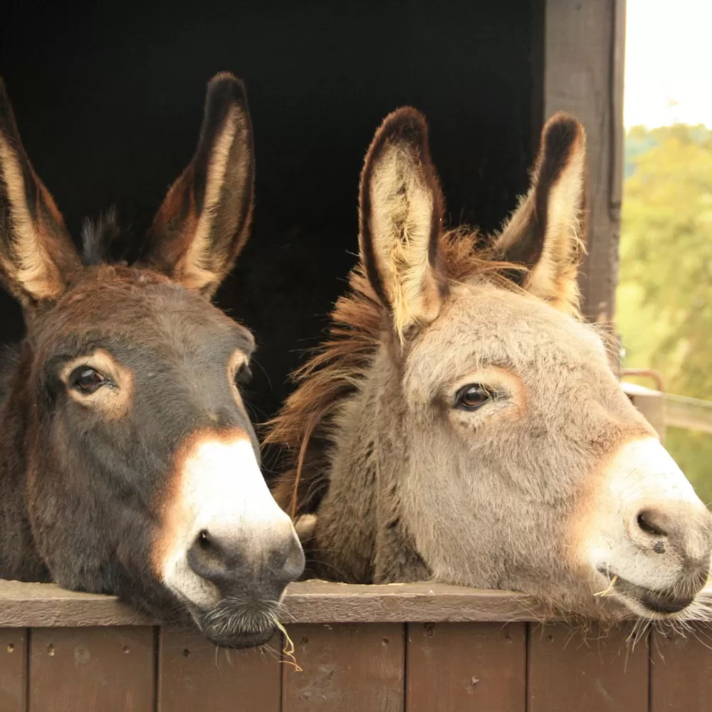 donkeys in a stall in barn