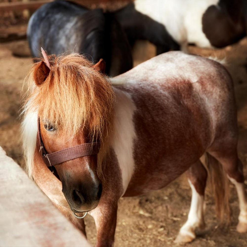 pony in a stall in barn