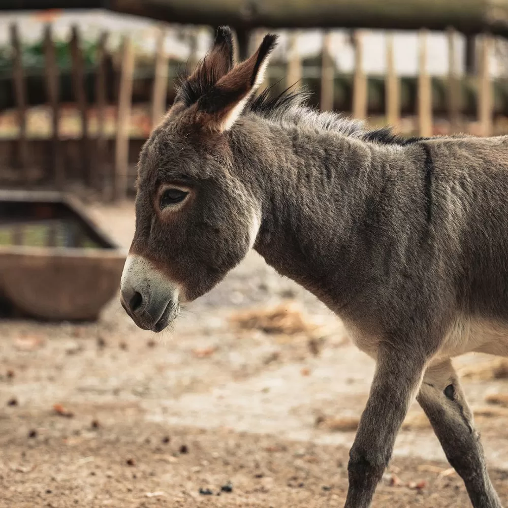 small donkey walking around in outdoor pen