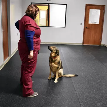 rolled rubber flooring in dog rehab facility