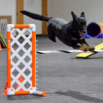 School For The Dogs Training Mat