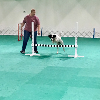 dog agility training mats