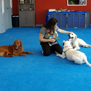 Dog Training at Home Flooring Options