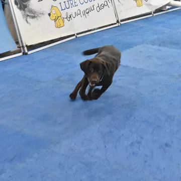 Indoor Dog Lure Coursing Floors - DogLoversDays