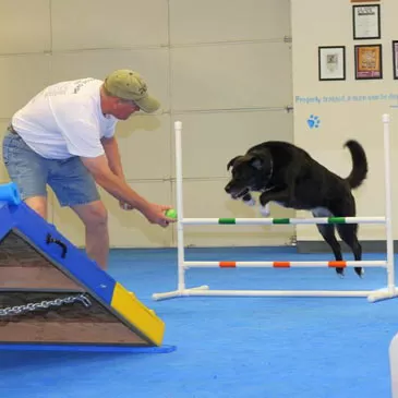 https://www.greatmats.com/images/content/house-of-dog-training-blue-jump.jpg.webp