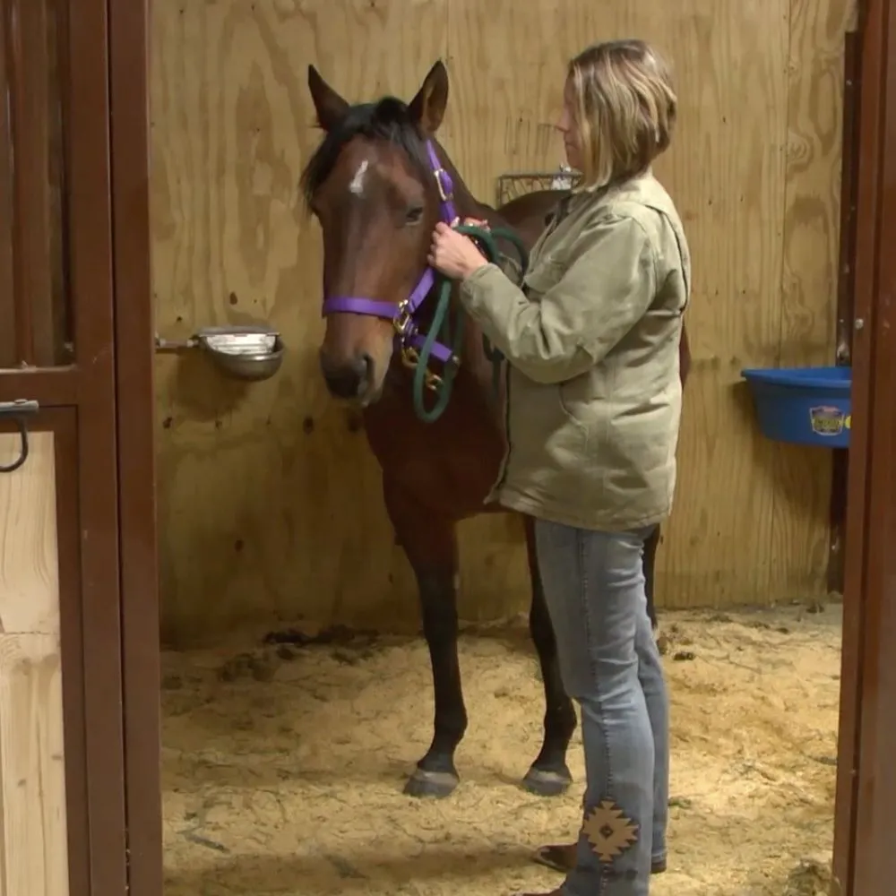 Majestic Hills Ranch Jen in Stable with horse layout=