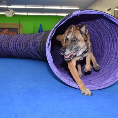 What are the best flooring materials for dog agility video guide