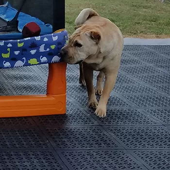 Outdoor dog kennel top with floor