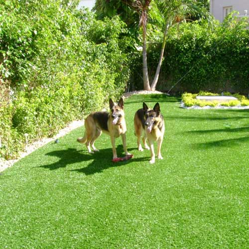 backyard turf that is pet friendly and good for family homes