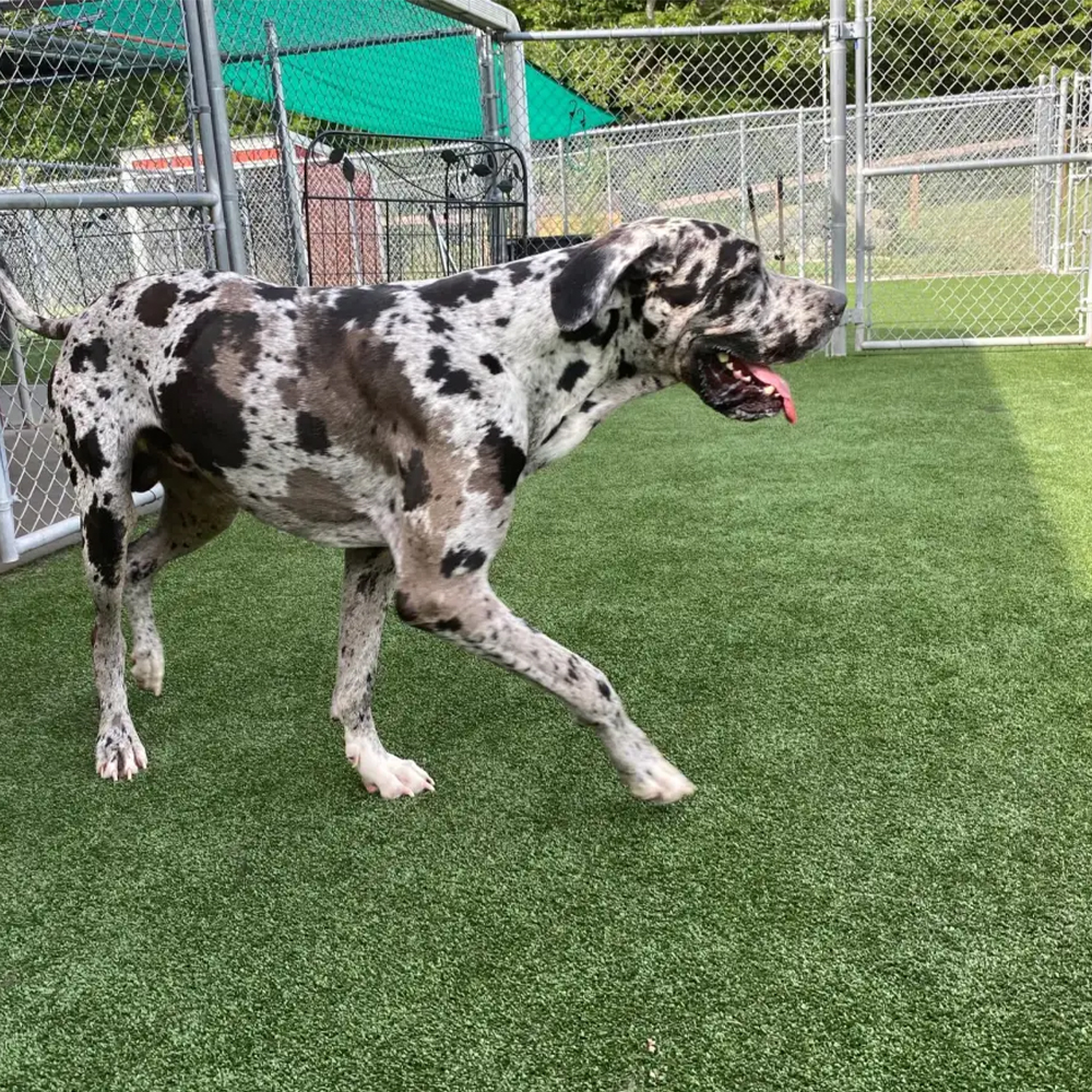 great dane walking on artificial turf at outdoor dog kennel