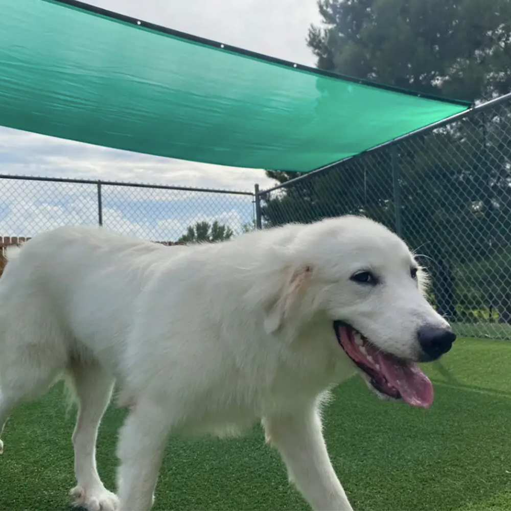 white dog walking on Pet Heaven Artificial Grass Turf at dog daycare