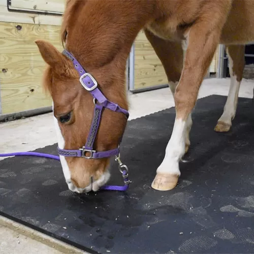 Horse Stall Mats - 10x10 Kit Natural