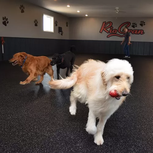 3/8 inch Thick Rubber Floor for Dog Daycare