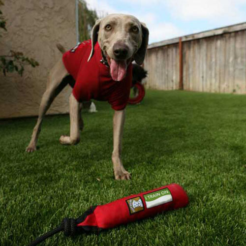 dog with training gear on ultimatepet turf outdoors