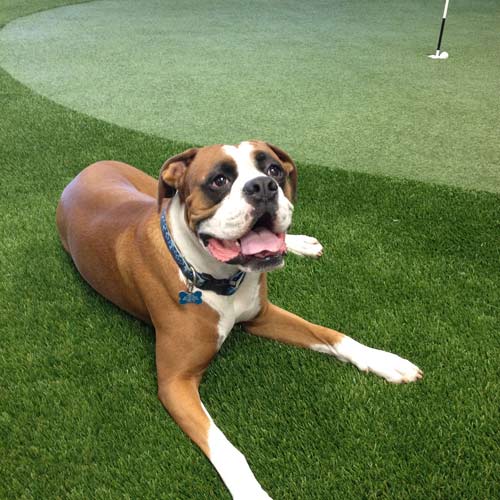 pet and dog friendly artificial grass turf with dog lying on fake grass