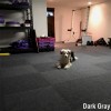 Royal Interlocking Carpet Tiles in Basement Gym showing a dog