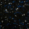 Close-up Straight Edge Tile 10% Color CrossTrain 1/2 Inch x 2x2 Ft. Blue/White