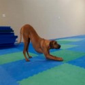 Dog Agility Mats Interlocking Tiles 3/4 Inch x 1x1 Meter customer review photo 1