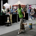 Dog Agility Mats Interlocking Tiles 3/4 Inch x 1x1 Meter customer review photo 2
