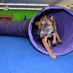 https://www.greatmats.com/thumbs/240x240/images/dog-agility-mats/dog-agility-tunnel.jpg